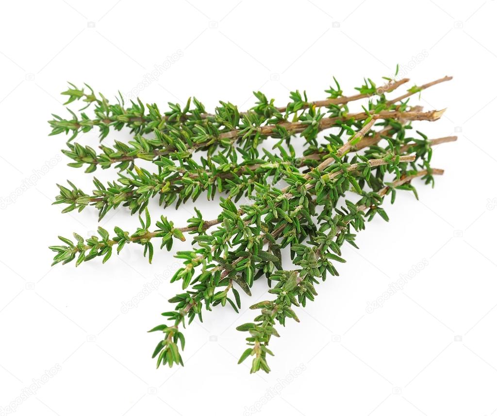 Thyme fresh herb