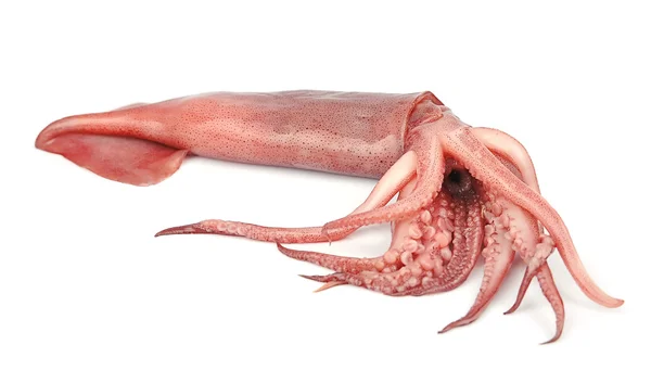 Schöner frischer Tintenfisch — Stockfoto