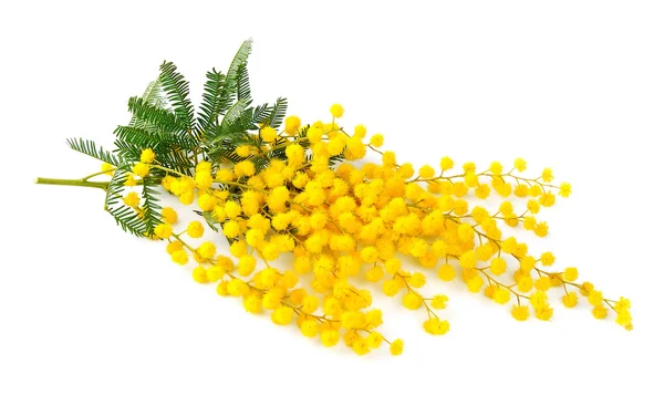 Galho de flores mimosa — Fotografia de Stock