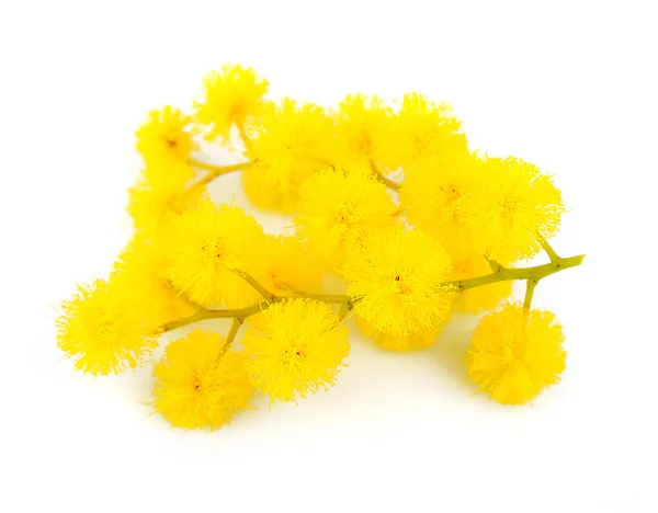 Galho de flores mimosa — Fotografia de Stock