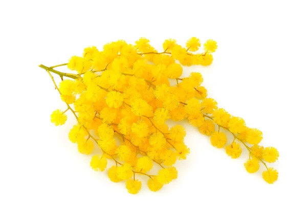 Ramoscello di fiori di mimosa — Foto Stock