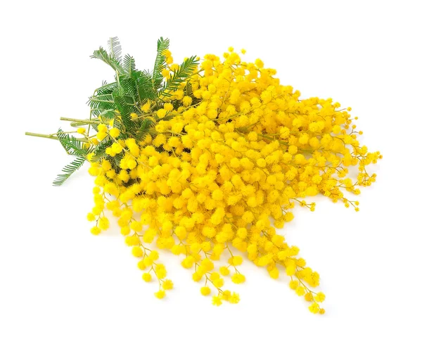 Ramoscello di fiori di mimosa — Foto Stock