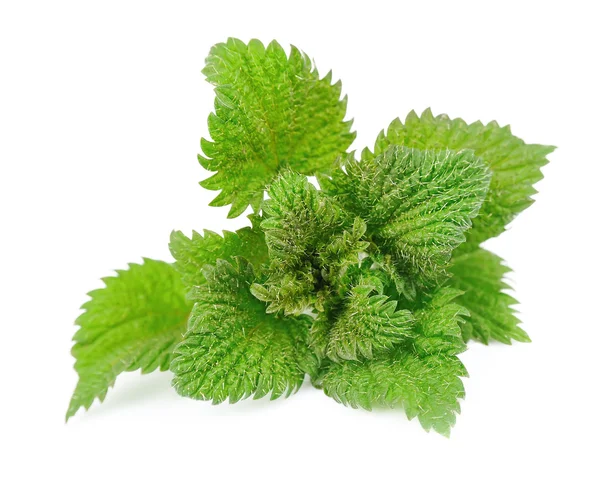 Nettle herbs — Stock Photo, Image