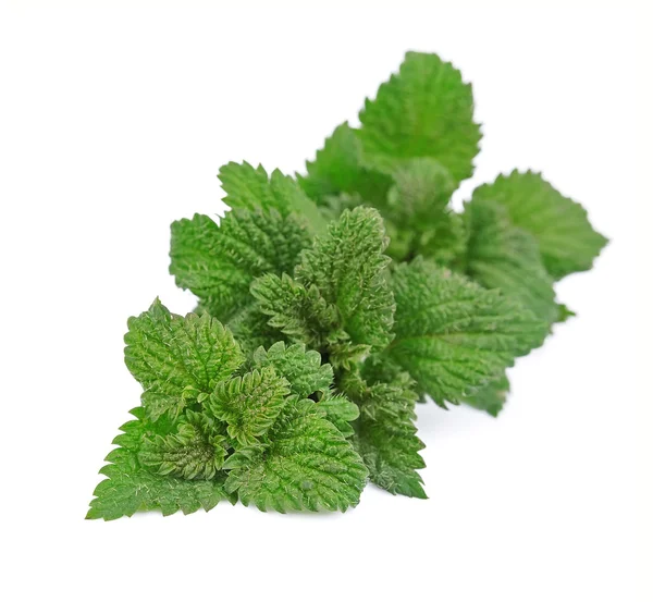 Nettle herbs — Stock Photo, Image