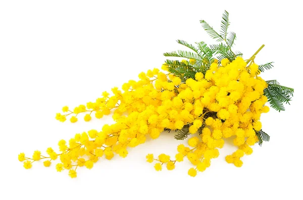 Ramoscello di fiori di mimosa — Foto Stock