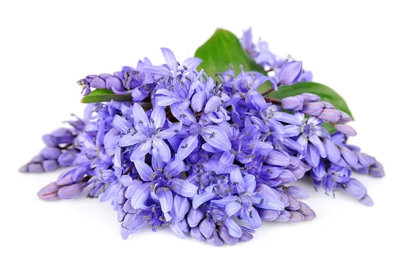 Flores de violetas perto — Fotografia de Stock