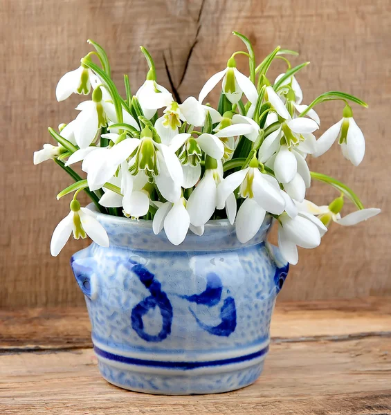 Fiori di bucaneve primaverili — Foto Stock