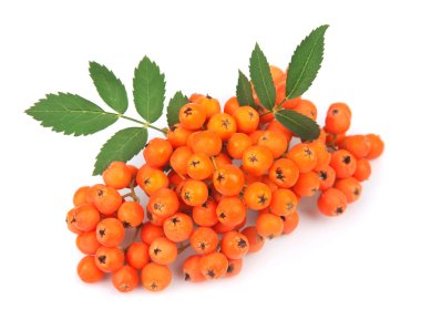 Rowan berry