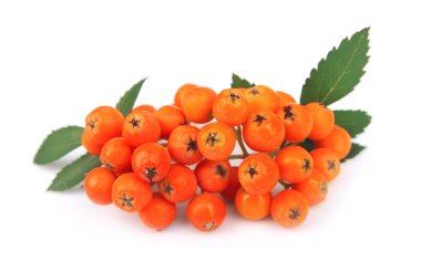 Kırmızı rowan berry demet
