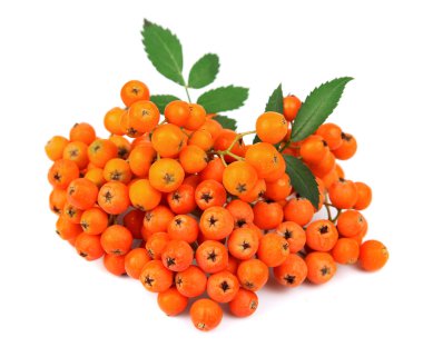 Kırmızı rowan berry demet
