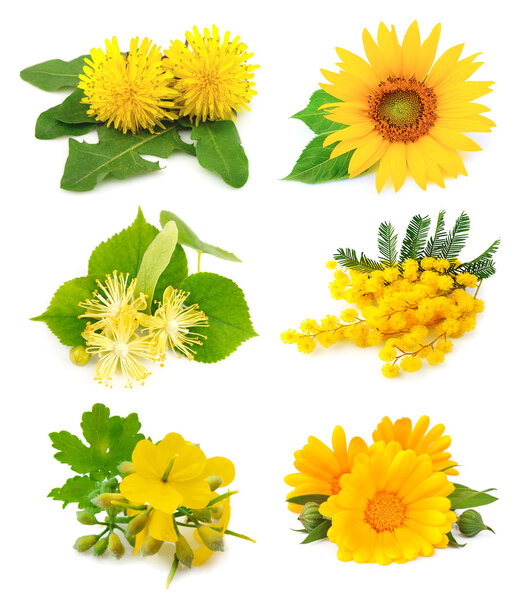 Set of spring yellow flowers