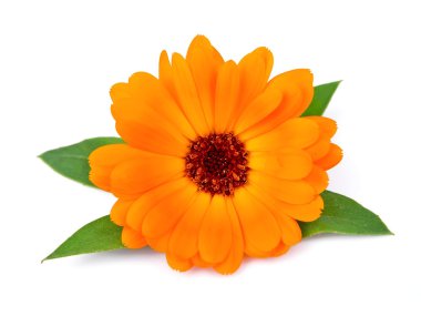 Marigold çiçek