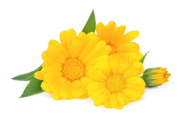 Marigold flower isolated — Stock Photo, Image