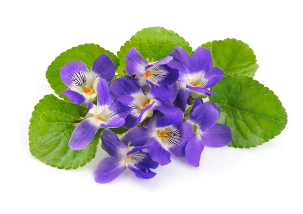 Flores de violetas — Fotografia de Stock