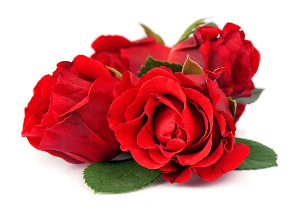 Rosas rojas aisladas — Foto de Stock