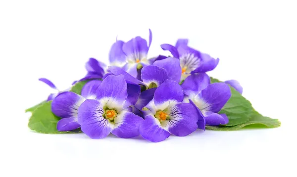 Flores de violetas — Fotografia de Stock