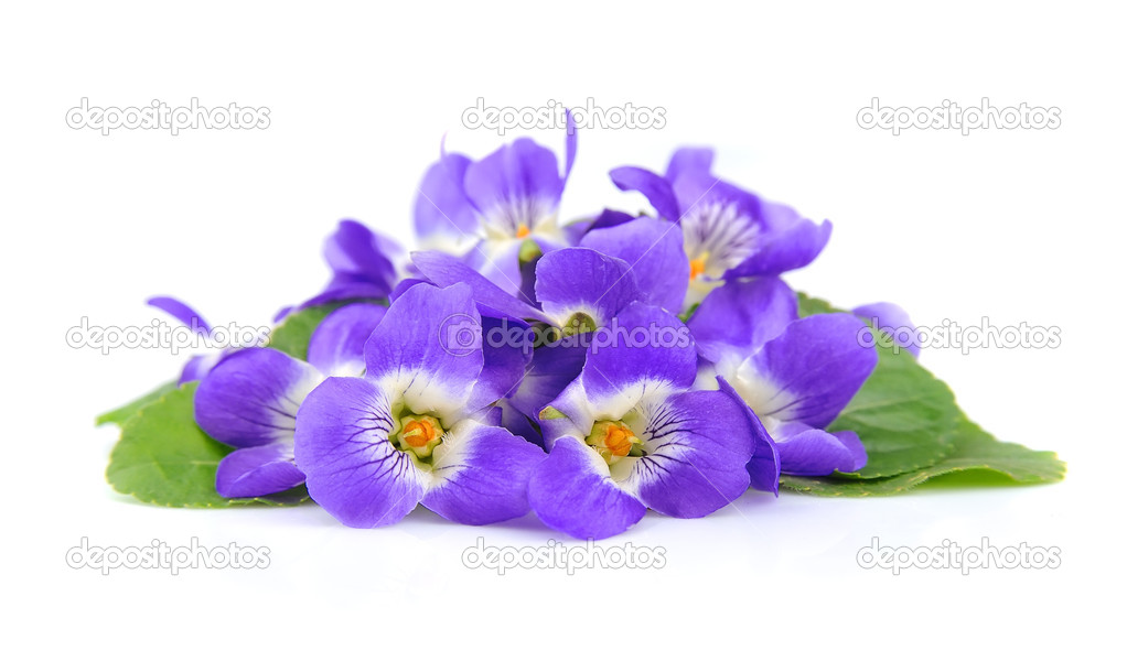 Violets flowers