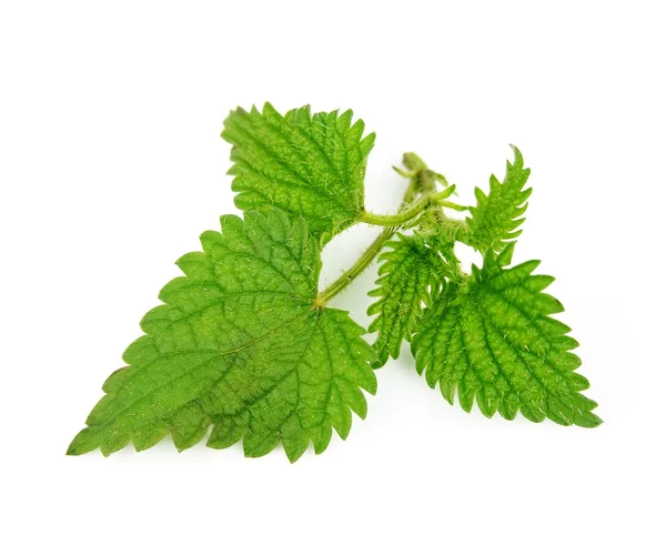 Nettle herbs — Stock Photo, Image