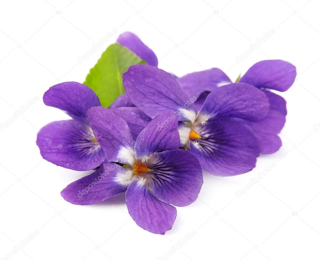 Wood violets flowers