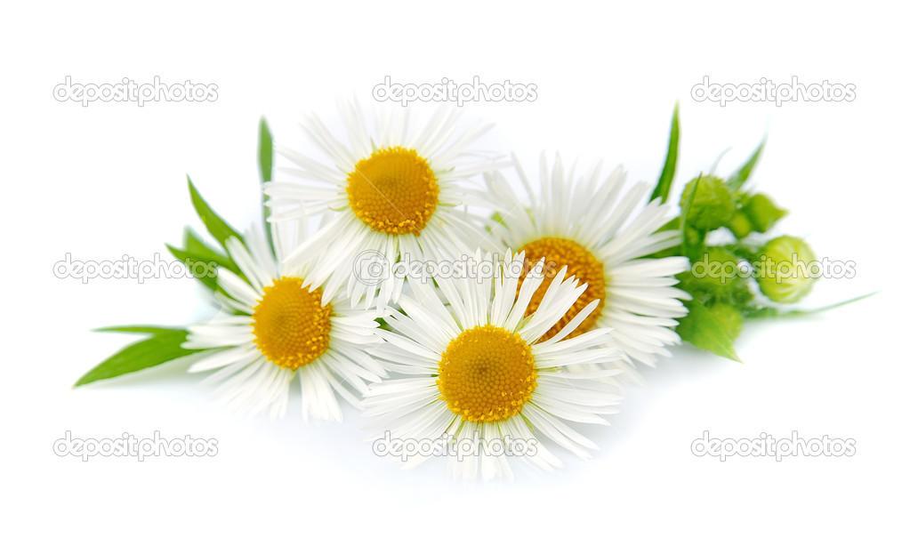Wood chamomile with leaves