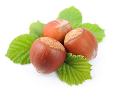 Fındık ceviz