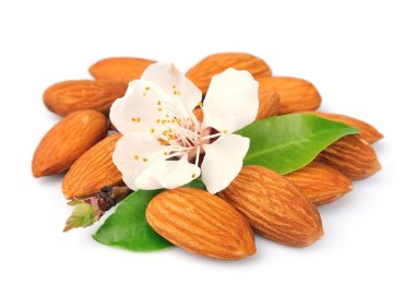 yaprak ve çiçekleri ile badem