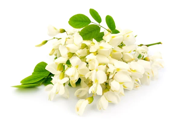 Flores de acacia — Foto de Stock