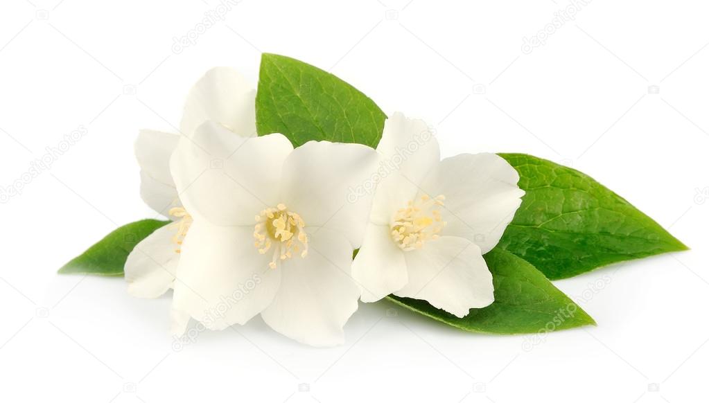 Flowers of jasmine