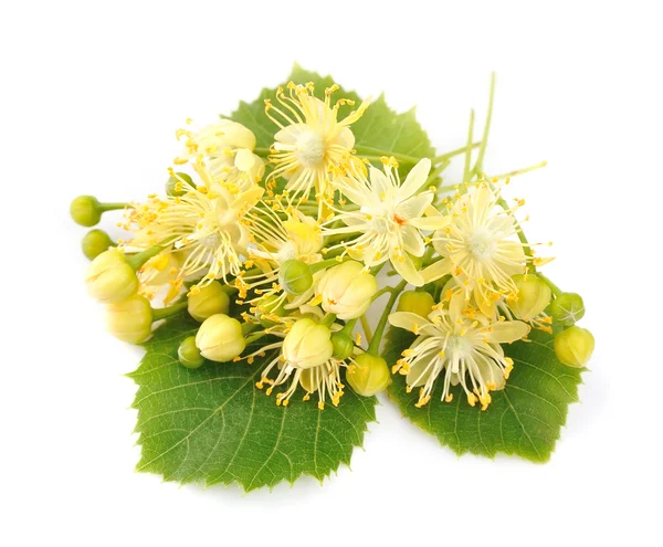 Linden flowers — Stock Photo, Image