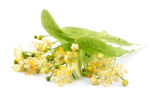 Linden flowers — Stock Photo, Image