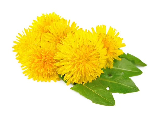 Yellow dandelion flowers — Stock Photo, Image