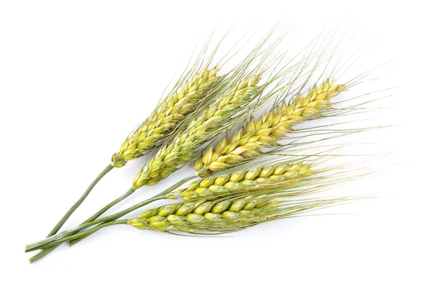 Weizen isoliert — Stockfoto
