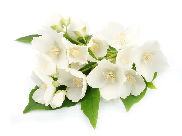 Witte bloemen van jasmijn — Stockfoto