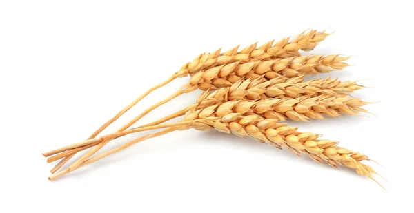 Wheat isolated — Stock Photo, Image