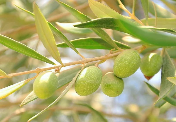 Oliven auf Olivenbaum — Stockfoto