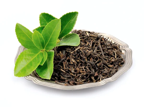 Hojas de té — Foto de Stock