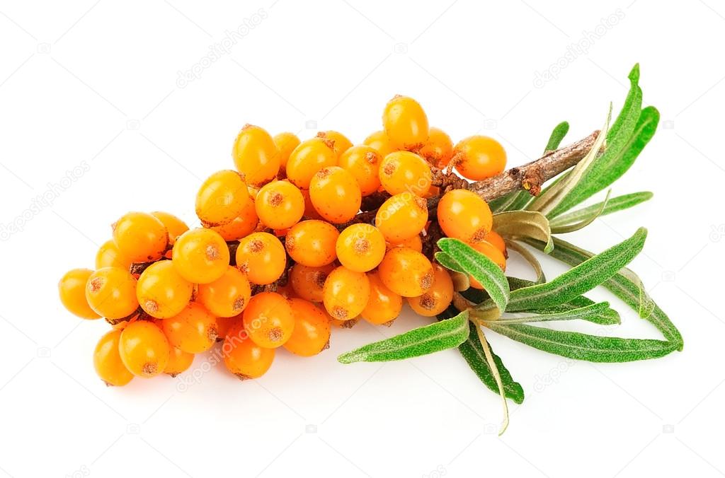 Sea buckthorn berries