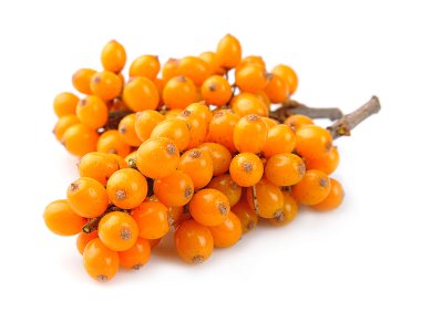 Deniz topalak meyve dalı