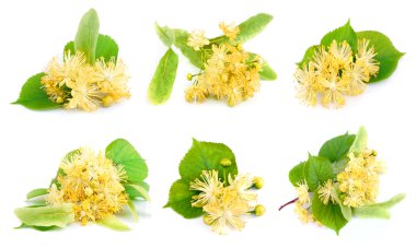 Set of linden flowers clipart