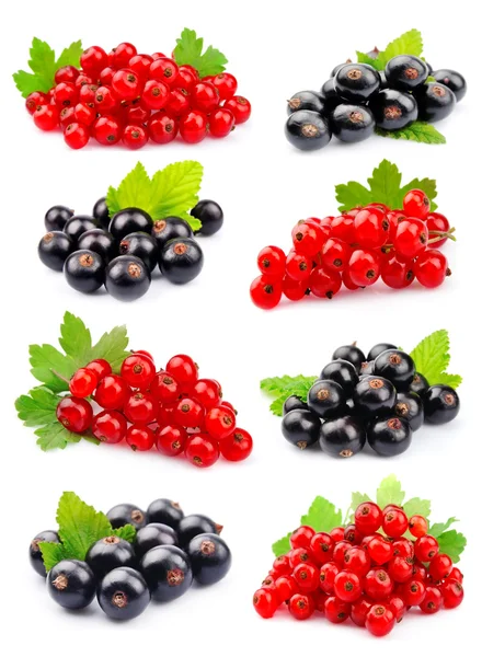 Johannisbeeren — Stockfoto