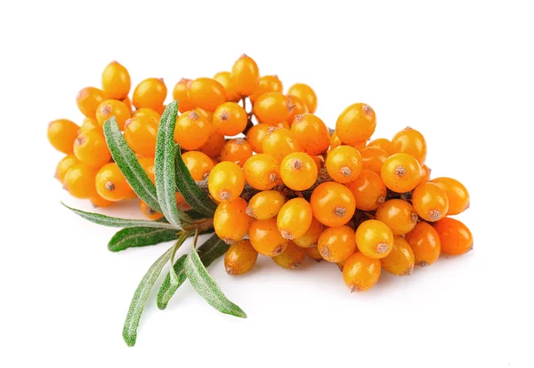 Deniz dikenli üzümleri