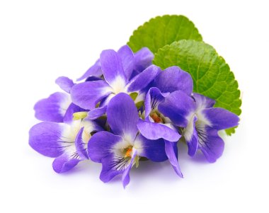 Violets flowers.  Spring flowers. clipart