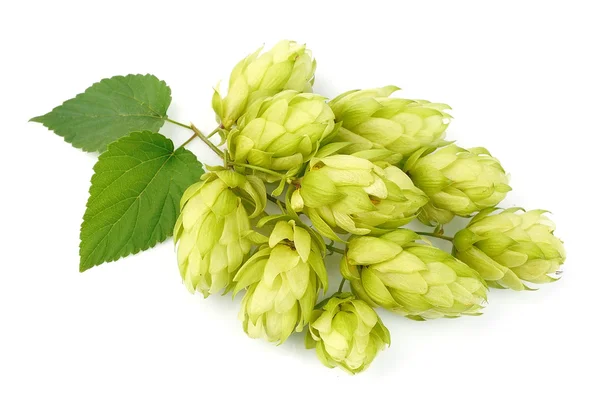 Blossoming hop — Stock Photo, Image