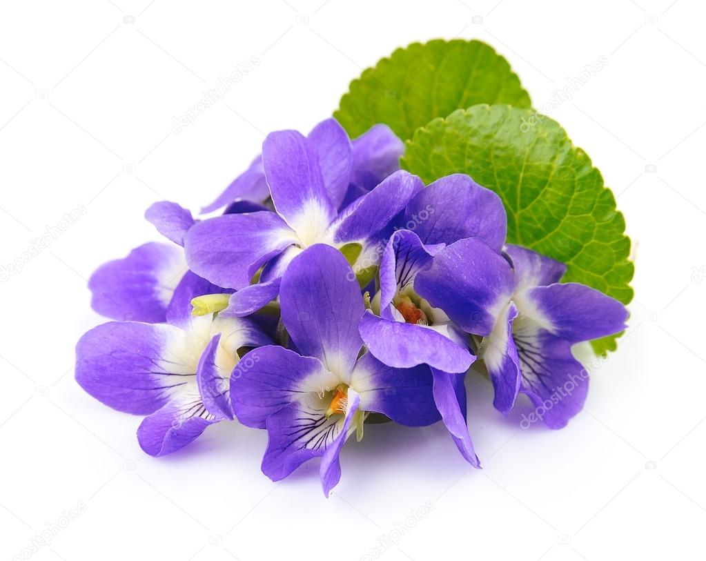 Violets flowers.  Spring flowers.