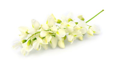 Çiçek açan akasya