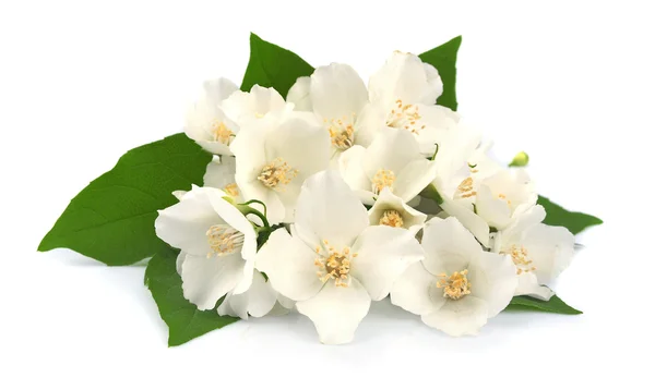 Witte bloemen van jasmijn — Stockfoto