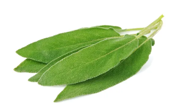 Foglie di salvia — Foto Stock