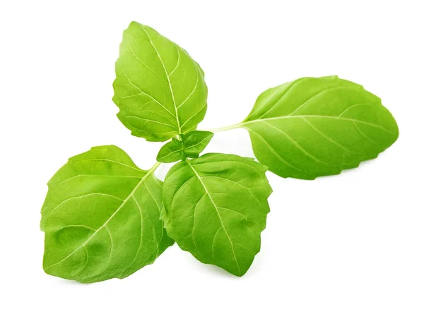 basil leaves droppy