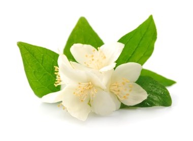 Yasemin beyaz çiçekleri