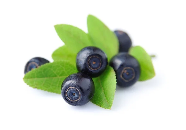 Blaubeeren mit Blättern — Stockfoto